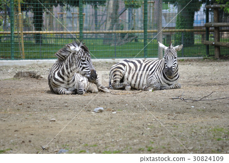 Two plains zebras, or Equus burchelli boehmi 30824109