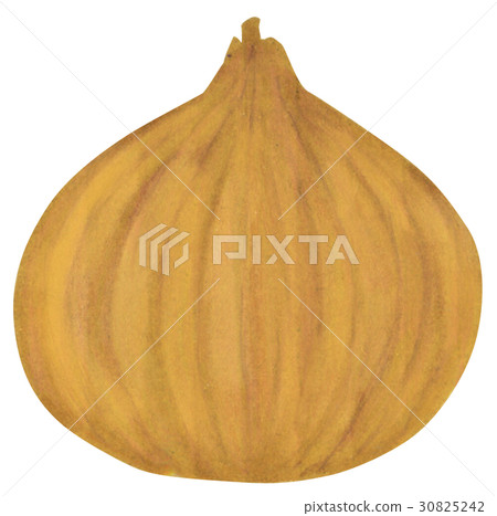 Hand-painted onion Hand-painted onion 30825242