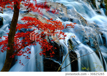 Fall mountain chicken fall (Yamagori Taki) 30825265