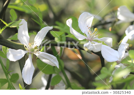 Natural plant Karatachi, flower blooming period seems to be relatively long 30825340