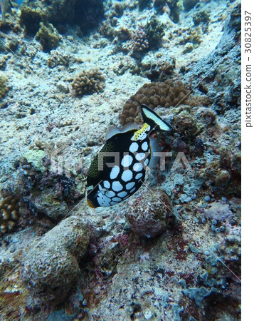 Mongara Kawahagi Mongara Kawahagi 30825397