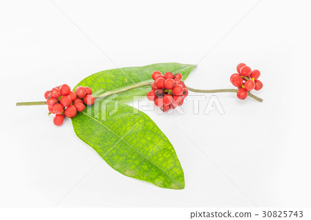 Abstract soft blurred and soft focus of Tiliacora  30825743