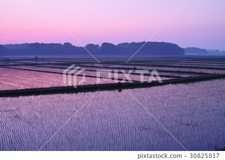 稻田的早晨煥發在米種植以後的 30825817