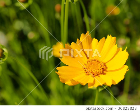 Flower of Okinawa Keiki Specified alien species 30825828