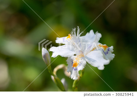 滋賀之花 滋賀之花 30825941