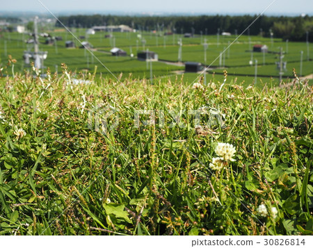 茶園和白三葉草 30826814