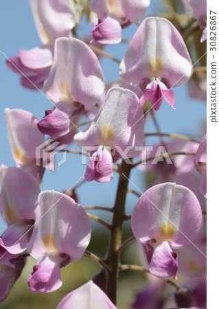 Yokosuka Shobuen Garden lipstick wisteria 30826867