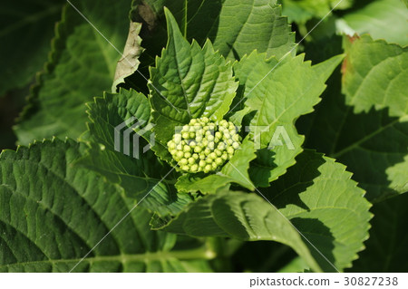 繡球花芽 30827238