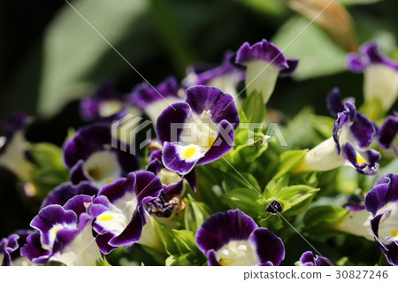 Torenia 30827246