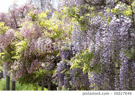 Yokosuka Shobuen garden Black dragonfly lipstick Fuji Yokosuka Shobuen garden Black dragonfly lipstick Fuji 30827646