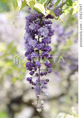 Yokosuka Shobuen Garden Yae Kuro Ryuto 30827647