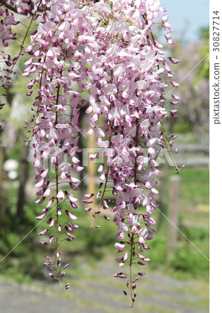 Yokosuka Shobuen Garden lipstick wisteria 30827714