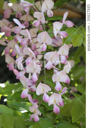 Yokosuka Shobuen Garden lipstick wisteria Yokosuka Shobuen Garden lipstick wisteria 30827885