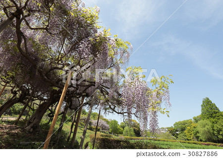Yokosuka Shobuen Garden Kurumo Ryo Yokosuka Shobuen Garden Kurumo Ryo 30827886