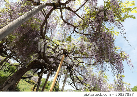 图库照片: 日本 神奈川县 横须贺镇