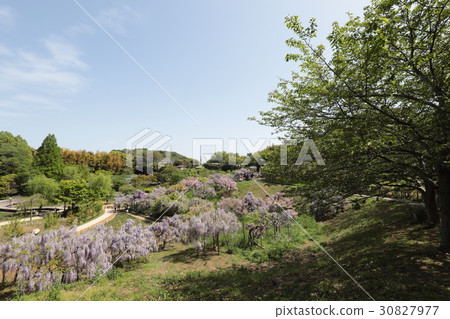 Yokosuka Shobuen garden Black dragonfly lipstick Fuji Yokosuka Shobuen garden Black dragonfly lipstick Fuji 30827977