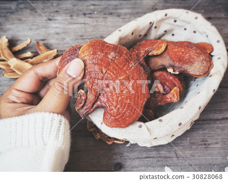 Ganoderma Lucidum - Ling Zhi Mushroom. Ganoderma Lucidum - Ling Zhi Mushroom. 30828068