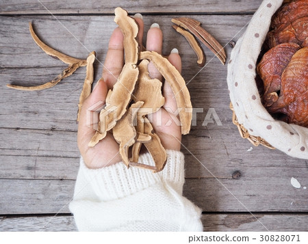 Ganoderma Lucidum - Ling Zhi Mushroom. Ganoderma Lucidum - Ling Zhi Mushroom. 30828071