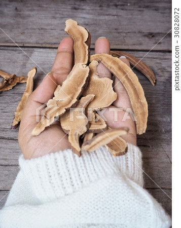 Ganoderma Lucidum - Ling Zhi Mushroom. Ganoderma Lucidum - Ling Zhi Mushroom. 30828072