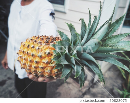 Pineapples on hand 30828075