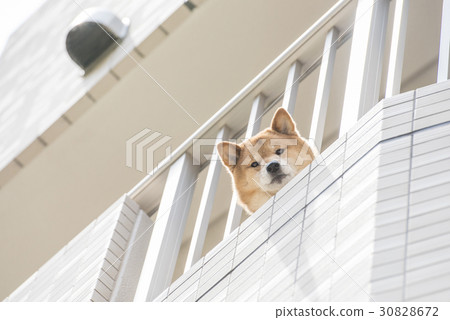 從陽台上的Shiba Inu 30828672