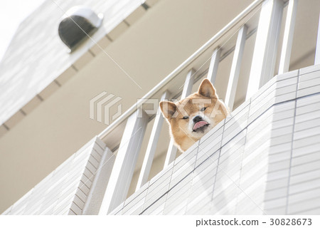 從陽台上的Shiba Inu 30828673