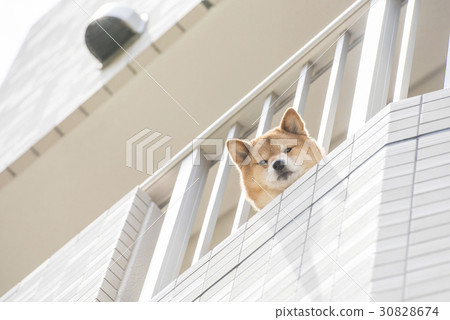 從陽台上的Shiba Inu 30828674