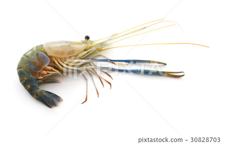 Raw shrimp on white background 30828703