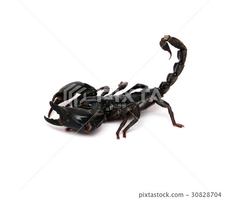 Scorpion on white background. 30828704