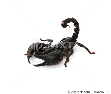 Scorpion on white background. 30828705