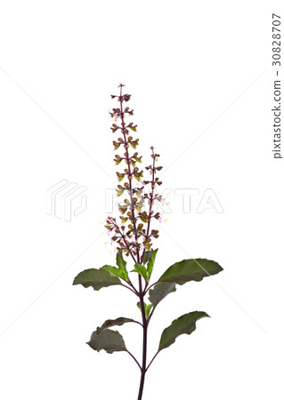 Basil flower on white background Basil flower on white background 30828707