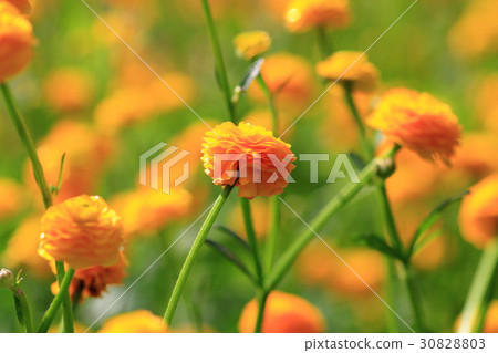 Ranunculus gold coin 30828803