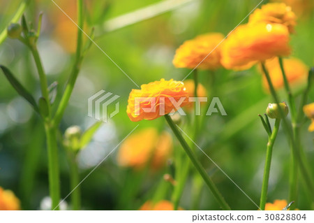 Ranunculus gold coin 30828804