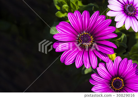 daisy flowers on the nature, outdoor garden daisy flowers on the nature, outdoor garden 30829016
