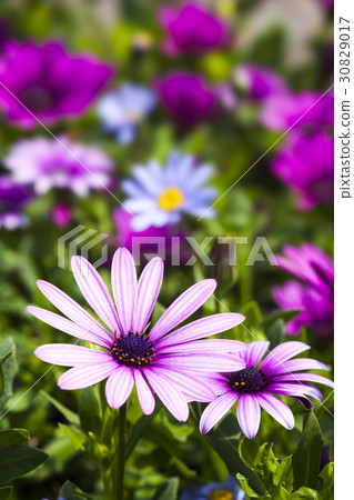 daisy flowers on the nature, outdoor garden daisy flowers on the nature, outdoor garden 30829017