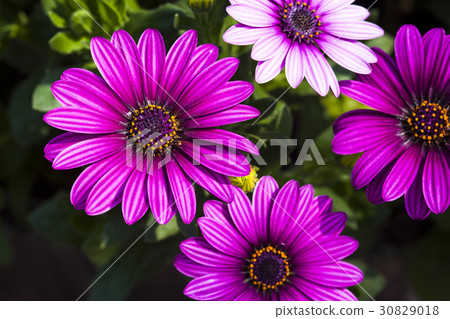 daisy flowers on the nature, outdoor garden daisy flowers on the nature, outdoor garden 30829018