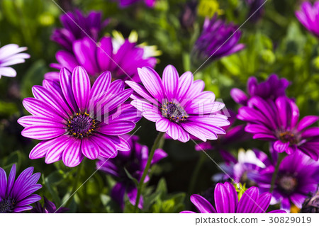 daisy flowers on the nature, outdoor garden daisy flowers on the nature, outdoor garden 30829019