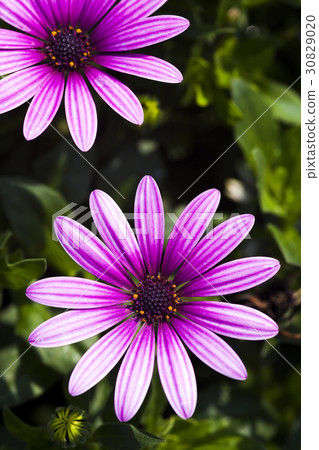 daisy flowers on the nature, outdoor garden daisy flowers on the nature, outdoor garden 30829020