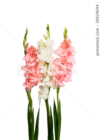 Gladiolus flower isolated 30829044