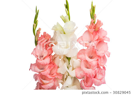 Gladiolus flower isolated 30829045