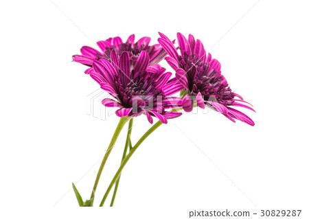 Osteosperumum Flower Daisy Isolated 30829287
