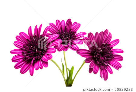 Osteosperumum Flower Daisy Isolated 30829288