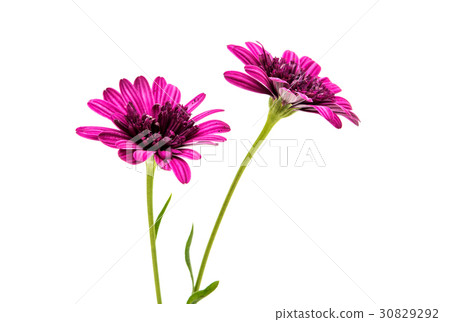 Osteosperumum Flower Daisy Isolated 30829292