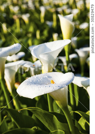 Calla lily field Calla lily field 30829479