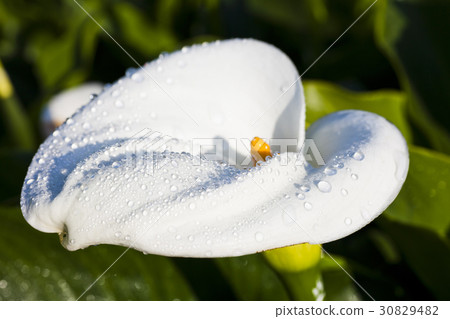 Calla lily field 30829482