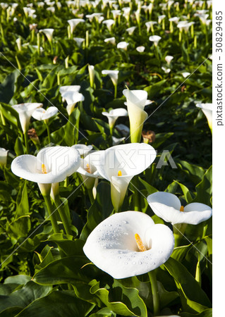 Calla lily field Calla lily field 30829485