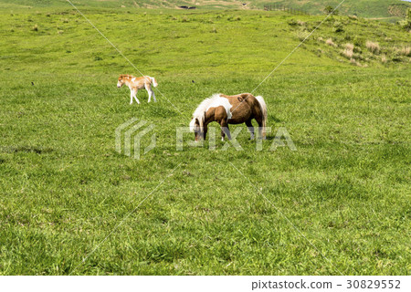 Farm landscape at the foot of Aso Farm landscape at the foot of Aso 30829552