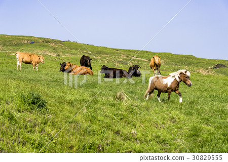 在阿蘇山腳下的農場景觀 在阿蘇山腳下的農場景觀 30829555