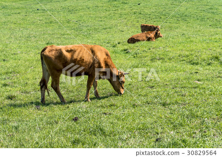 Farm landscape at the foot of Aso Farm landscape at the foot of Aso 30829564