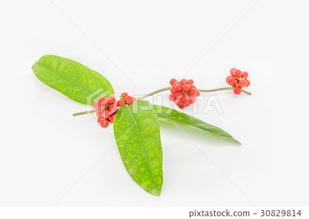 Abstract soft blurred and soft focus of Tiliacora  30829814